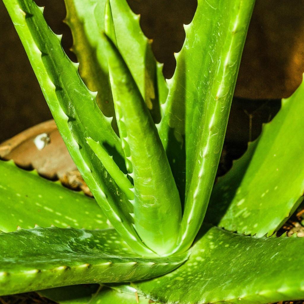 The Mojo: Aloe Vera