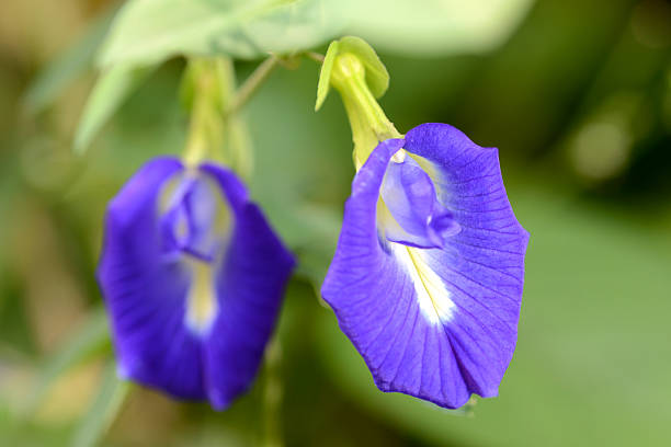 Hair Benefits Of Blue Butterfly Pea Flower