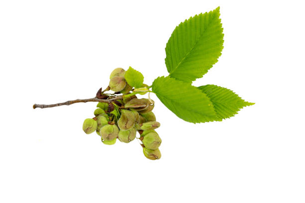 Why Your Hair Needs Slippery Elm: Hair and Scalp Benefits